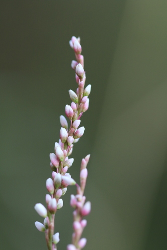 slender knotweed