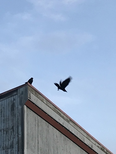 Common Raven