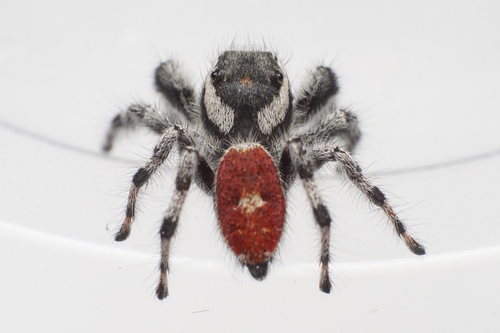Tyrell's Tufted Jumping Spider