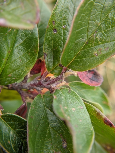 Blizgantysis kaulenis nuotrauka