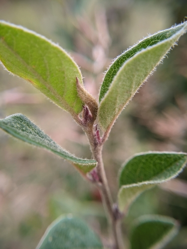 Blizgantysis kaulenis nuotrauka