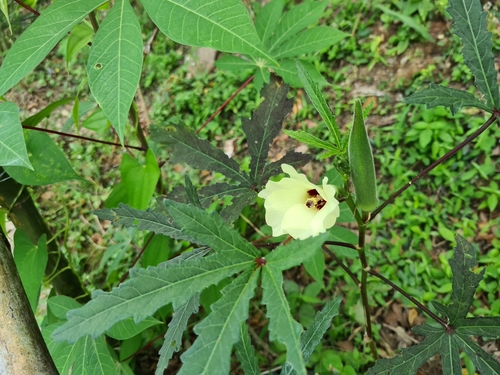 Okra