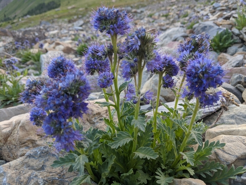 Phacelia lyallii (A.Gray) Rydb.