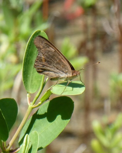 West Indian Mangrove Buckeye