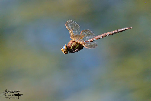 Brown Hawker