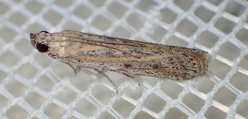 Meyrickiella homosema (Meyrick, 1887)