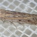 Meyrickiella homosema - Photo (c) Bevan Buirchell, todos os direitos reservados, uploaded by Bevan Buirchell