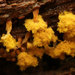 疣壁團毛黏菌 - Photo 由 Sarah Lloyd 所上傳的 (c) Sarah Lloyd，保留所有權利
