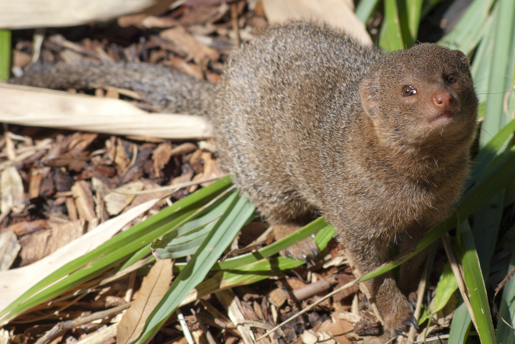 Common Dwarf Mongoose African Plains INaturalist Mexico common-dwarf-mongoose-african-plains-inaturalist-mexico