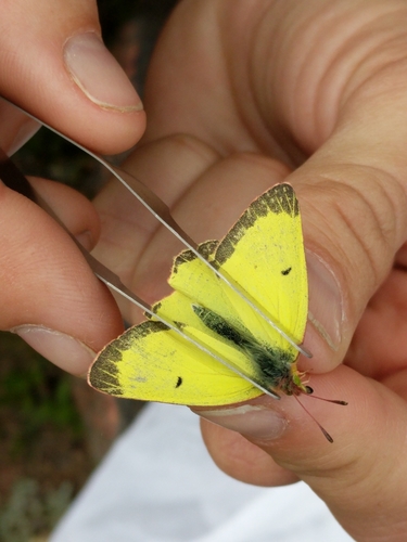 Pelidne Sulphur