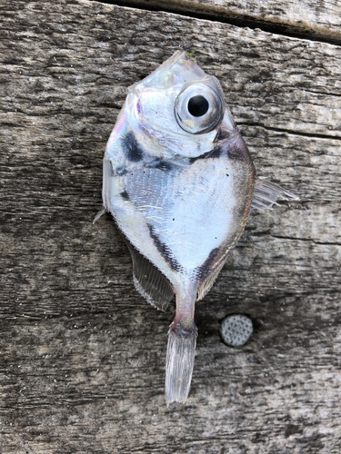 Capro dory