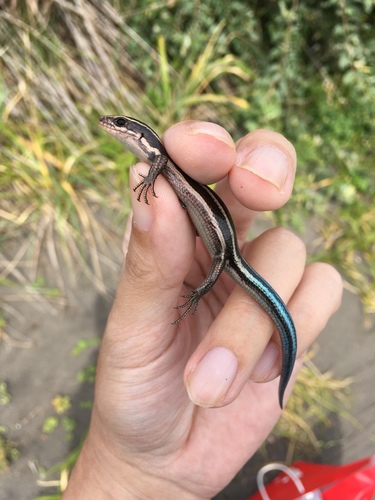 Japanese five-lined skink