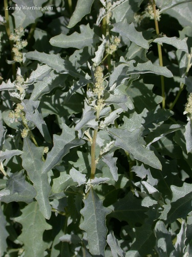 Atriplex semilunaris