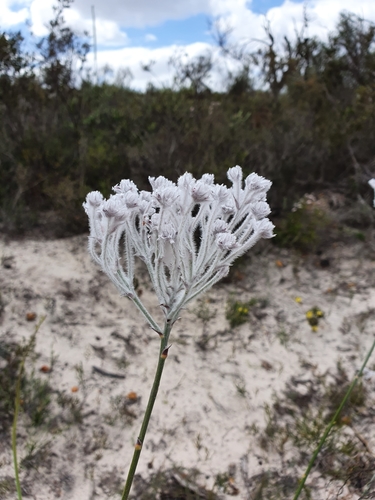 Conospermum undulatum - Wikipedia