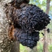 Chaga - Photo (c) Chris Wetherbee, all rights reserved, uploaded by Chris Wetherbee
