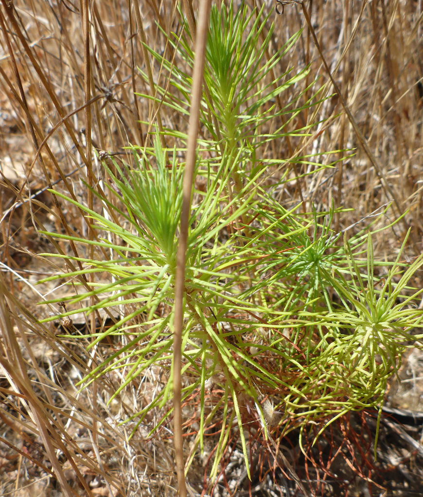 Bishop Pine — seedling stage