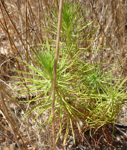 Bishop Pine seedling