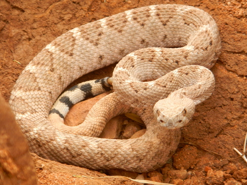 Mojave Rattlesnake