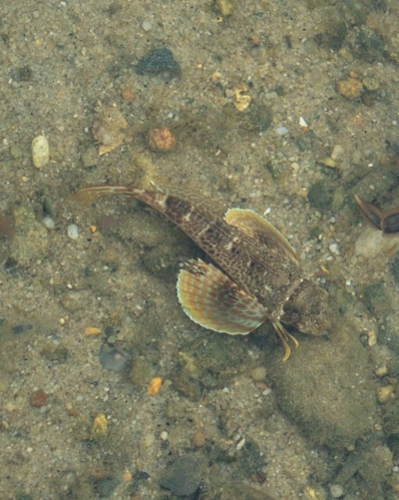 Northern Searobin
