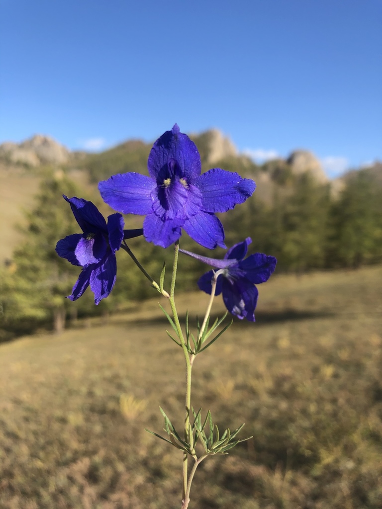 Siberian larkspur