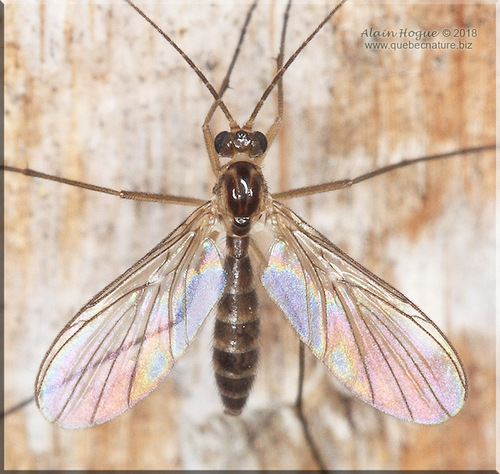 Macrocera fasciata