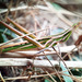 Acrida bicolor - Photo (c) Tolga Coşkun, todos los derechos reservados, subido por Tolga Coşkun