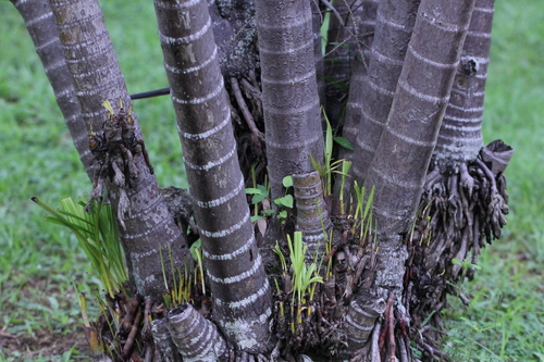 Areca aliceae