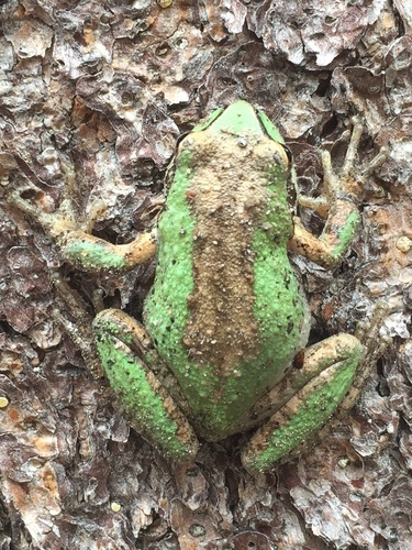 iNaturalist observation photo of Pacific chorus frog
