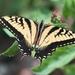 Mexican Tiger Swallowtail - Photo (c) Michael Retter, all rights reserved, uploaded by Michael Retter
