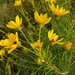 Willowleaf Sunflower - Photo (c) Heather, all rights reserved, uploaded by Heather