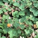 Rubus hayata-koidzumii - Photo (c) madtreehugger, todos los derechos reservados