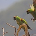 Maroon-fronted Parrot - Photo (c) Michael Retter, all rights reserved