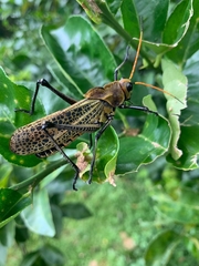 Taeniopoda varipennis image