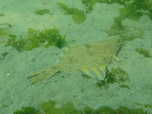 Starry Flounder