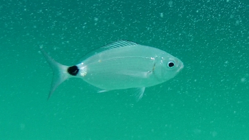Saddled Seabream