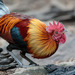 Red Junglefowl - Photo (c) TroyEcol, all rights reserved, uploaded by TroyEcol