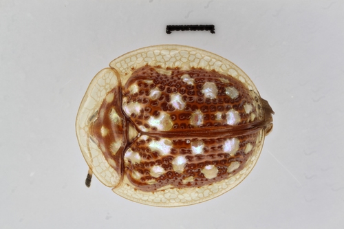 Charidotis auroguttata image