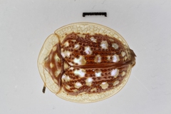 Image of Charidotis auroguttata