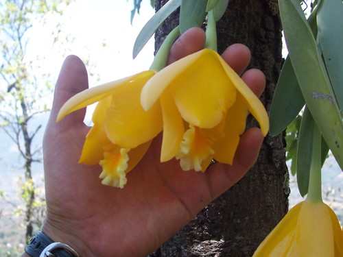 Complex Prosthechea citrina · iNaturalist