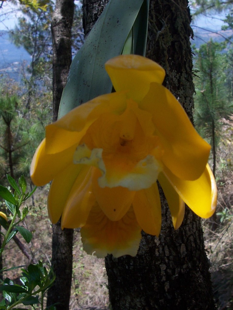 Complex Prosthechea citrina · iNaturalist