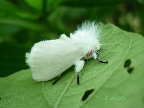 Norape virgo (Butler, 1877)