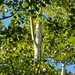 Populus tremuloides - Photo (c) Clara Abboud, כל הזכויות שמורות, uploaded by Clara Abboud