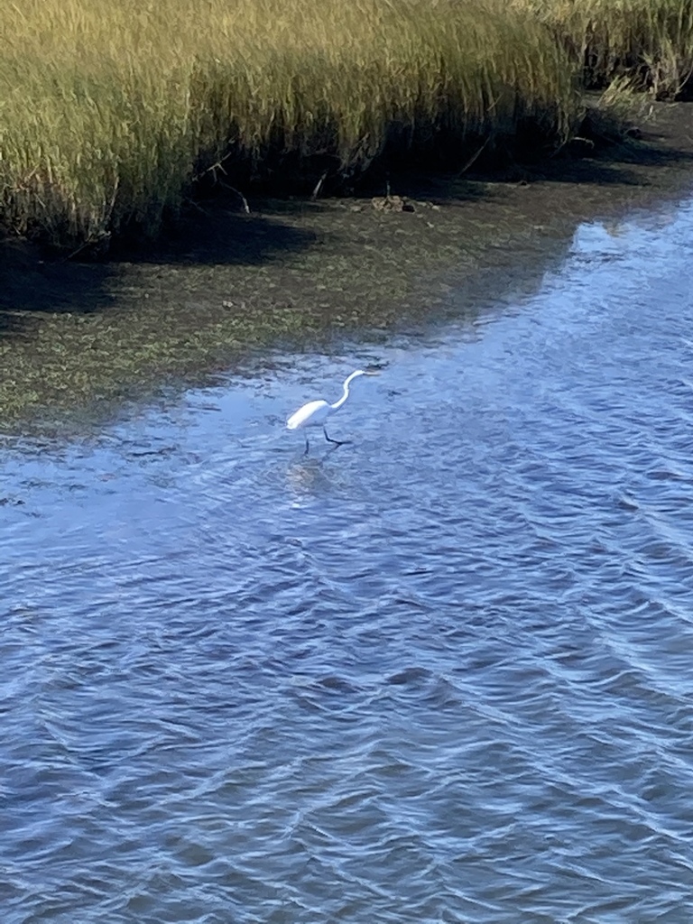 Great Egret from The Glimmerglass, Manasquan, NJ, US on September 20, 2020 at 03:38 PM by travelaunt · iNaturalist