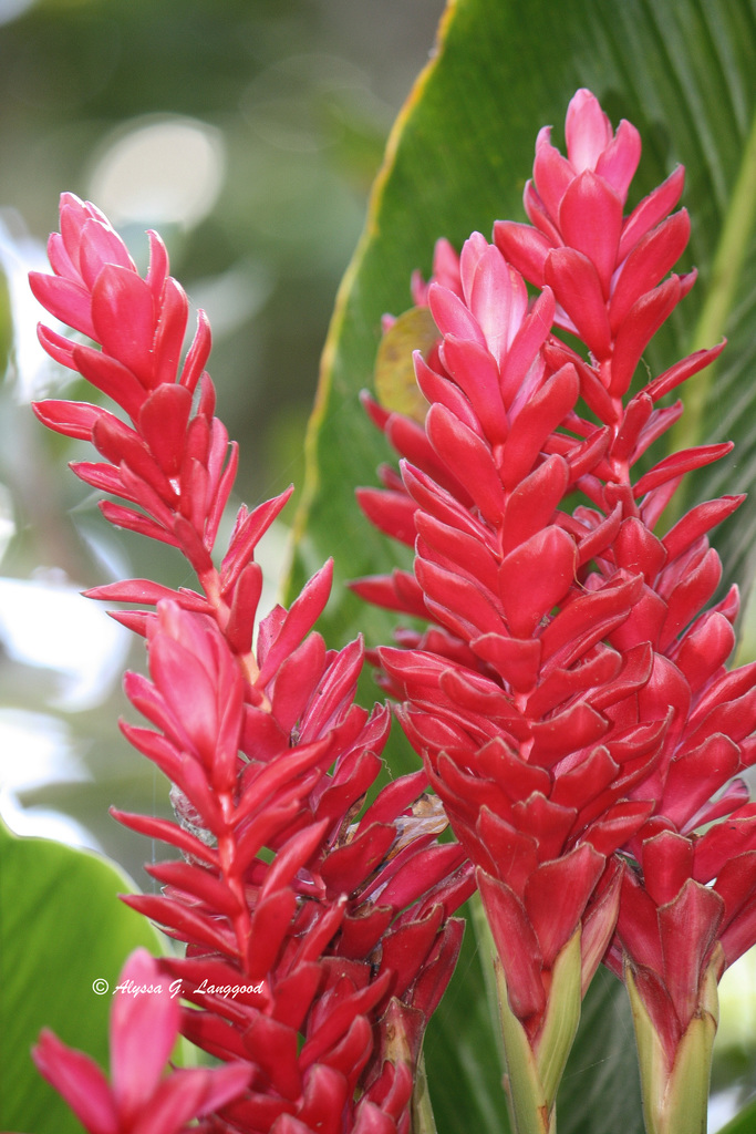 Jengibre rojo