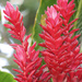 Alpinia purpurata - Photo (c) flwildbeauty, όλα τα δικαιώματα διατηρούνται, uploaded by flwildbeauty