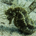 Observation photo