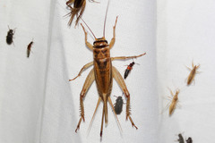 House cricket - Wikipedia