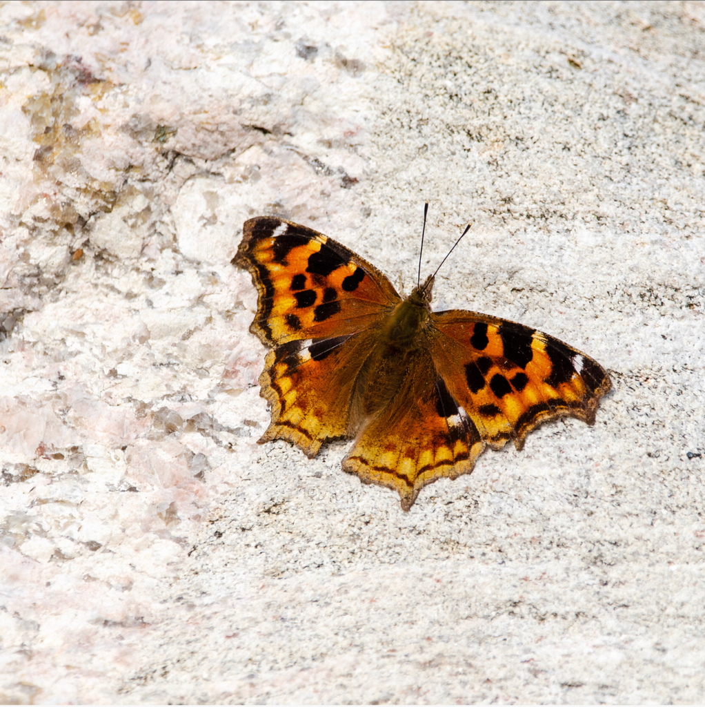 Nymphalis lalbum jalbum from Carling on September 20, 2020 at 1142