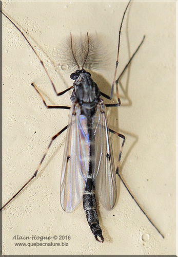 Stictochironomus annulicrus