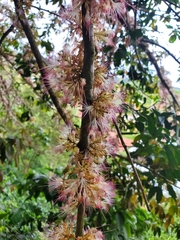 Zygia longifolia image